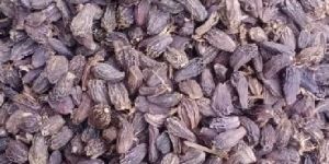 Big Cardamom