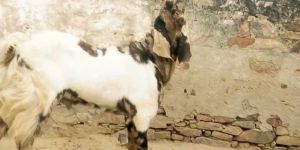 Sirohi Goats