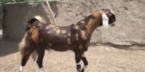 Sirohi Goat