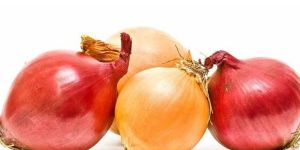Maharashtra Red Onion