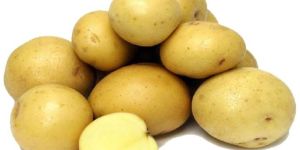 Lauvkar Potato