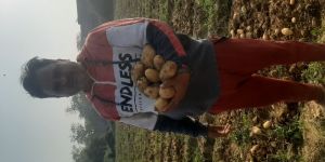 Organic Potato, Potato, Agriculture Products, Potato Chips,