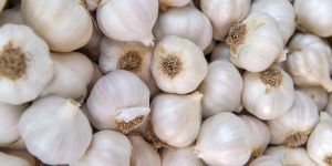 Garlic