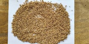 Whole Coriander Seeds