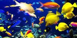 Ornamental Fish