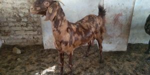 Sirohi Goat
