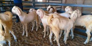 Sojat Goat