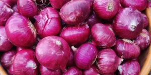 30 to 60 Upto Mm Onion