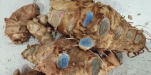 Black Turmeric Finger