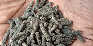 Long Pepper