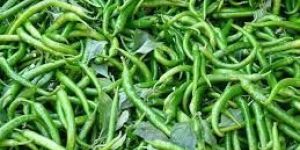 Fresh Green Chilli