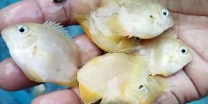 All Type of Ornamental Fish