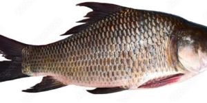 Aquaculture Feed Supplements