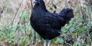 Kadaknath Chicken