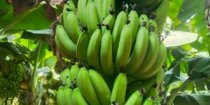 Green Banana