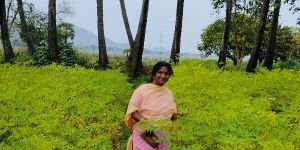 Moringa Leaves Powder