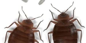 Bed Bug Treatment Service