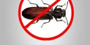 Wood Borer Control Services