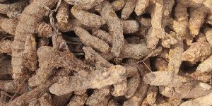 Dry Sugandh Mantri Root