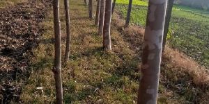Eucalyptus Plants