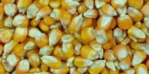Yellow Maize