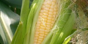Sweet Corns
