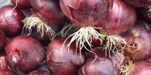 Red Onion