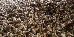 Kodaikanal Hill Garlic