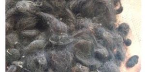 Raw Human Hair