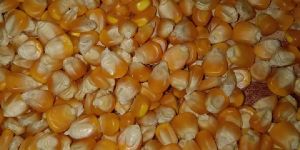 Yellow Corn Animal Feed