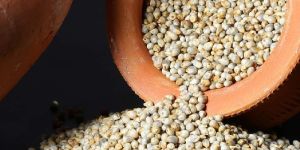 Bajra (Pearl Millet)
