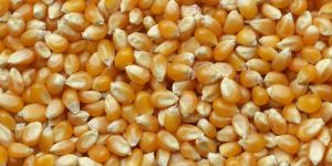 Yellow Corn (Maize)