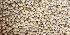 Soya Bean Seeds