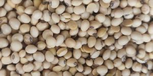 Soybean Seeds