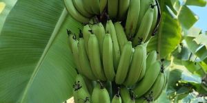 Fresh Bananas