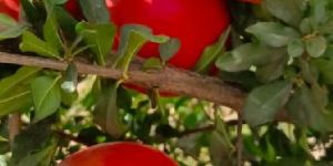 Pomegranate Fruit