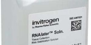 INVITROGEN RNAlater Stabilization Solution