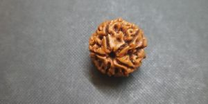 8 Face Rudraksha
