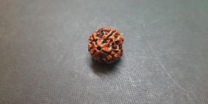 2 Face Rudraksha