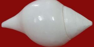 Small Edampuri Sangu