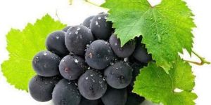 Fresh Black Grapes