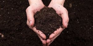 Coconut Mixture Fertilizer