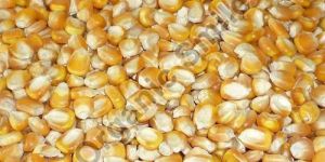 Corn Seeds