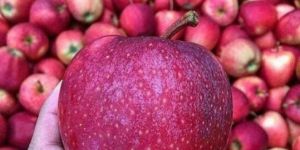 Kashmir Apple
