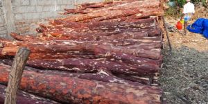 Red Sandalwood Logs