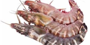Wild Sea Tiger Prawn
