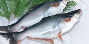 Pangasius Fish