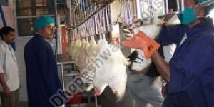 Poultry Stunner Machine