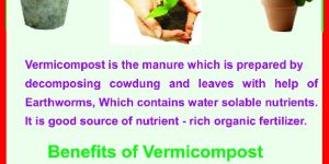 Organic Desi Cow Manure
