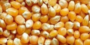 Corn Seeds